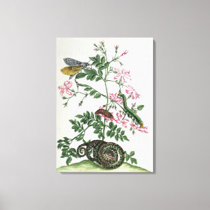 Jasmine: with snake, moth, caterpiller and chrysal canvas print