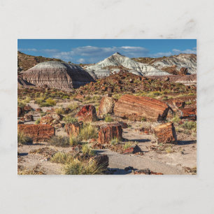 Jasper Forest Postcard