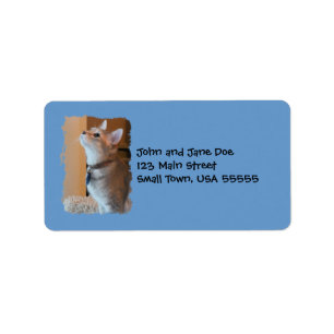 Jasper Kitten Photo Blue Address Labels
