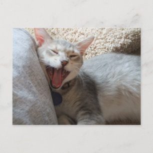 Jasper Yawning Kitten Photo Postcard