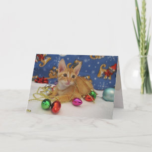 Jasper's Holiday Decorating ( Cat / Kitten) Card
