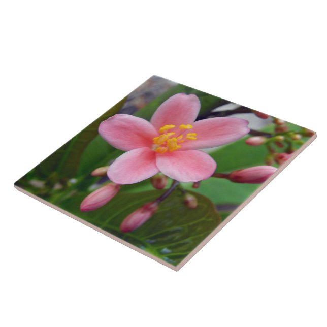 Jatropha Flower and flower buds Tile (Side)