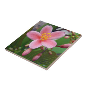 Jatropha Flower and flower buds Tile