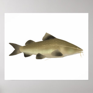 Jaú Catfish Poster
