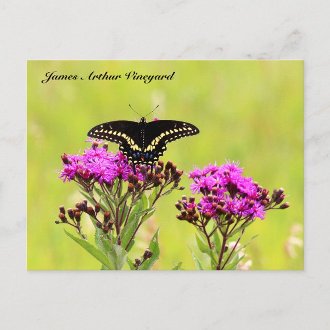 JAV Blackswallow Tail Butterfly 2013 PC 1 Postcard (Front)