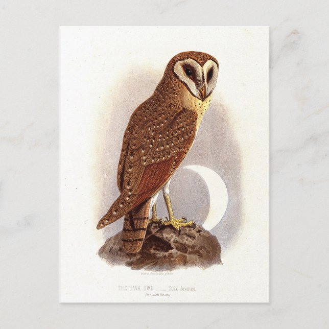 Java Owl Vintage Illustration Postcard (Front)
