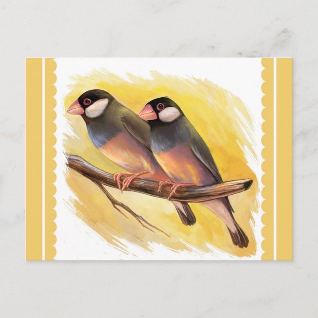 Java Sparrow finches realistic painting Postcard (Front)