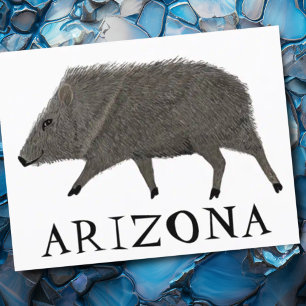 Javelina ARIZONA Desert Wild Animal Peccary Nature Postcard
