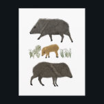 Javelina Family Portrait Desert Animals Postcard<br><div class="desc">Send a message to a friend or family member with these cute javelinas.  You can customise it and add text too. Check my shop for lots more matching items and other designs!</div>