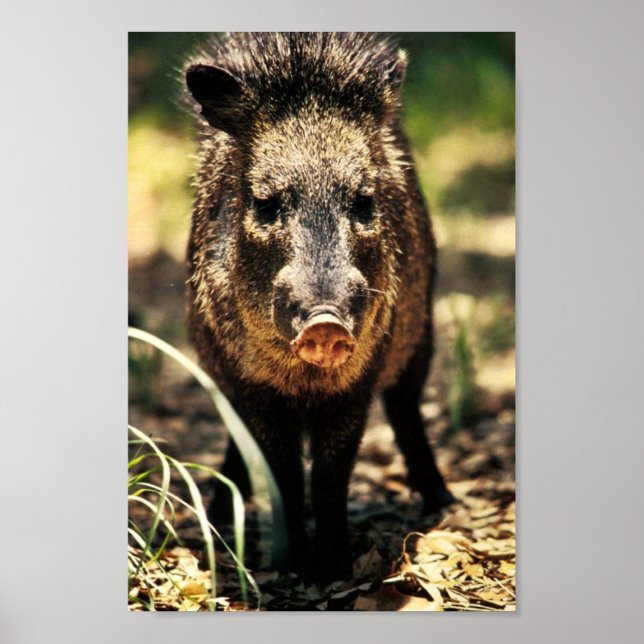 Javelina Poster (Front)