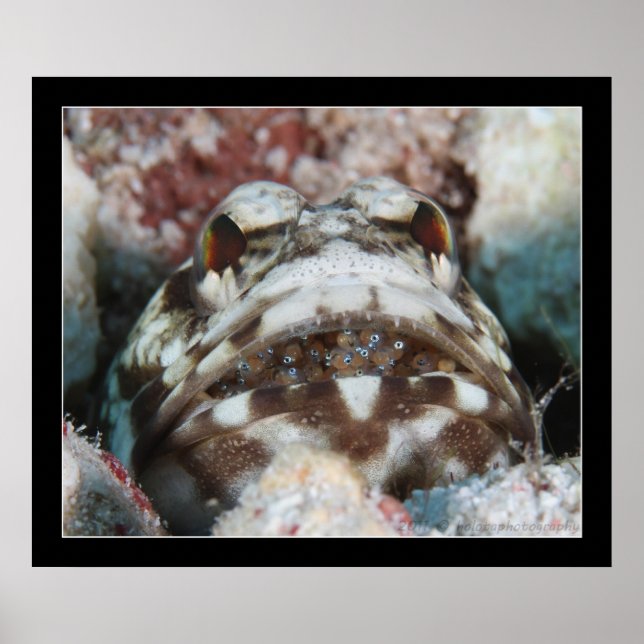 Jawfish with Eggs Poster (Front)
