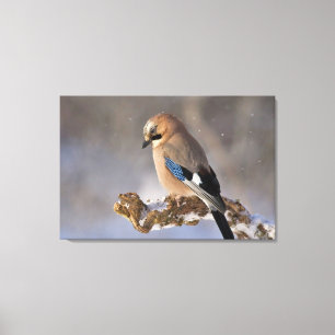 Jay Bird  Canvas Print