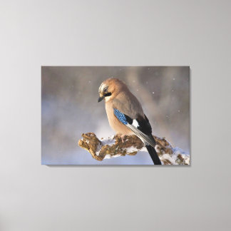 Jay Bird Canvas Print