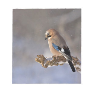 Jay Bird in Winter Notepad