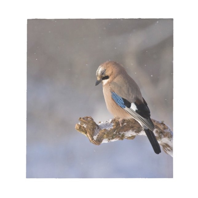 Jay Bird in Winter Notepad (Front)
