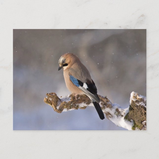 Jay bird sitting on a branch postcard (Front)