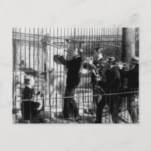 Jazz Band Playing Music for the Bears Postcard
