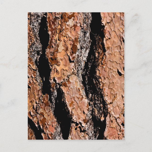 Jeffrey Pine Bark Detail Postcard (Front)