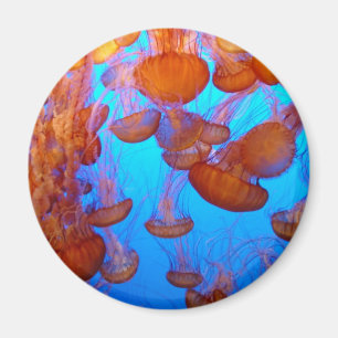 Jellies Pile-Up Magnet