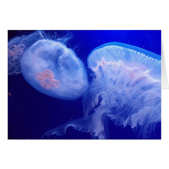 Jelly Balance (Front Horizontal)