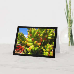 Jelly Bean Succulent Plant Card