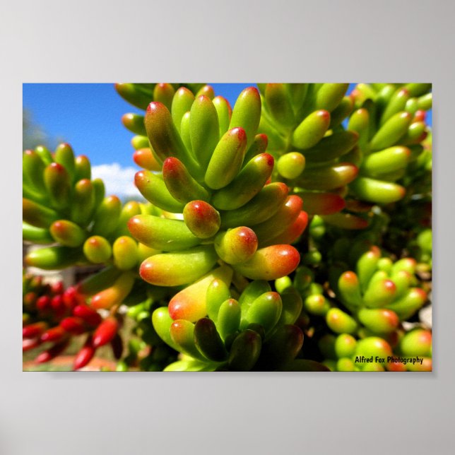Jelly Bean Succulent Plant Poster (Front)