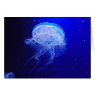 Jelly Bely