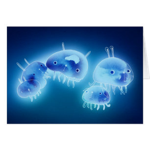 Jelly fish 2013