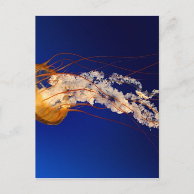 Jelly fish postcard (Front)