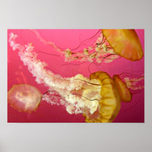 Jelly Fish Poster