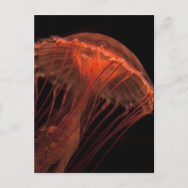 Jelly Light Postcard (Front)