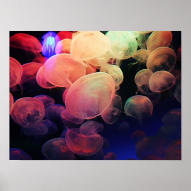 Jelly Love Poster (Front)