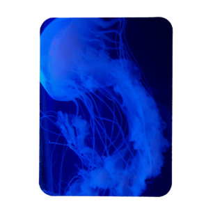 Jelly magnet