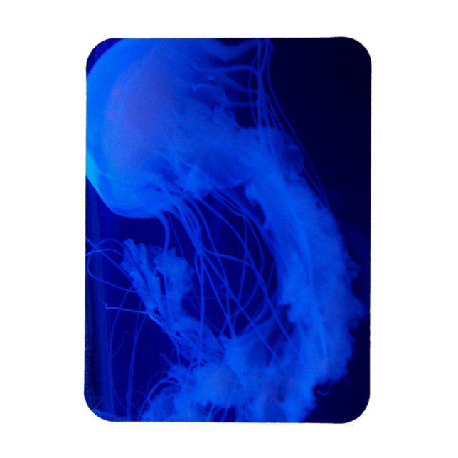 Jelly magnet (Vertical)