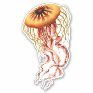 Jellyfish