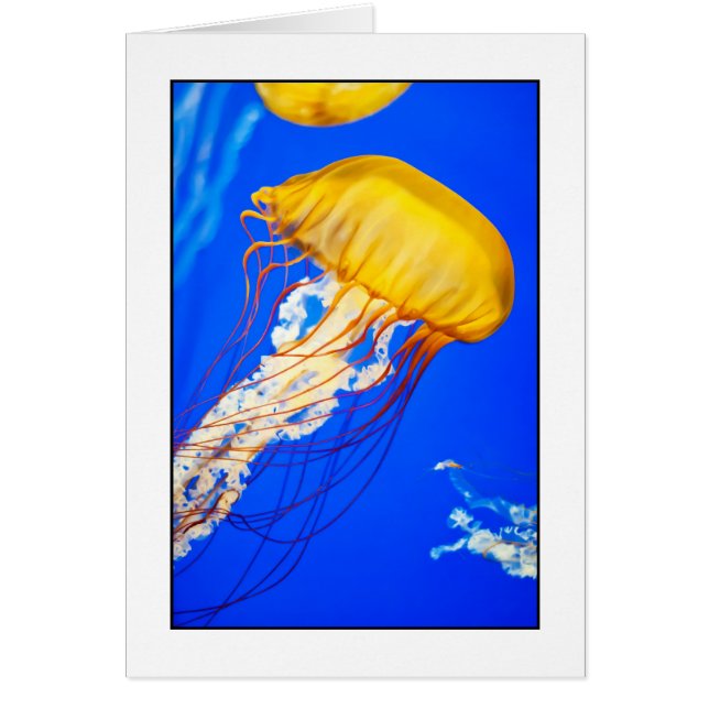 Jellyfish (Front)