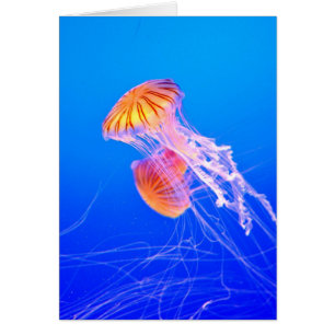Jellyfish
