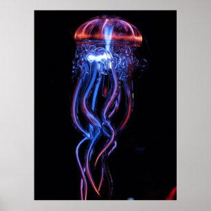 jellyfish-113384 AMAZING PHOTOGRAPHY SEALIFE jelly Poster