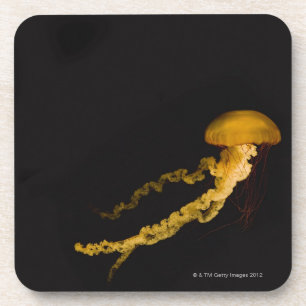 Jellyfish 2 coaster