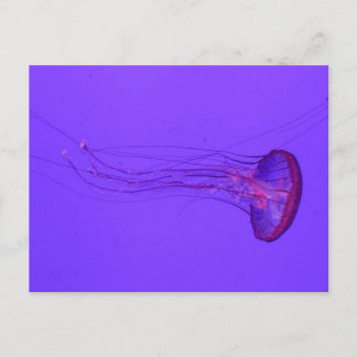 Jellyfish 3_|Special Fish Holiday Postcard