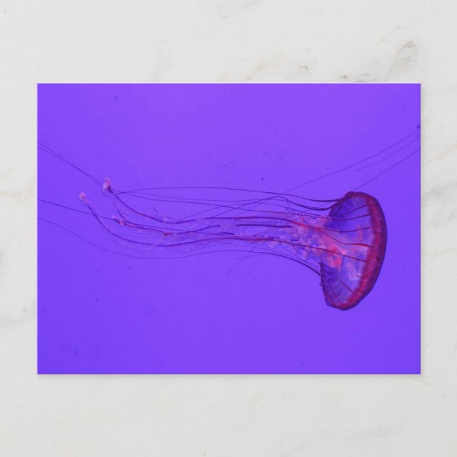 Jellyfish 3_|Special Fish Holiday Postcard (Front)