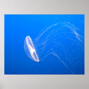 jellyfish-474059 jellyfish tentacles poisonous und poster