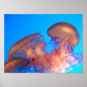 jellyfish 4 poster