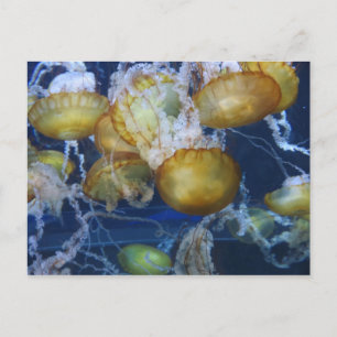 Jellyfish at the Aquarium Postcard