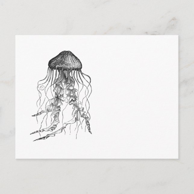 Jellyfish Black and White Pencil Drawing Sketch Postcard (Front)