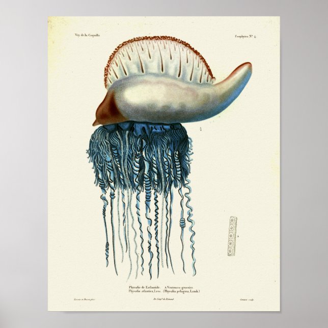Jellyfish Blue Vintage Sea Creatures Art Print (Front)