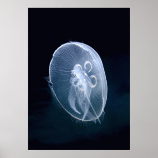 Jellyfish Bright Translucent Blue Portrait Poster