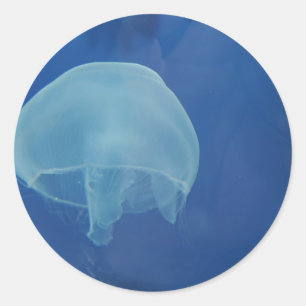 jellyfish classic round sticker