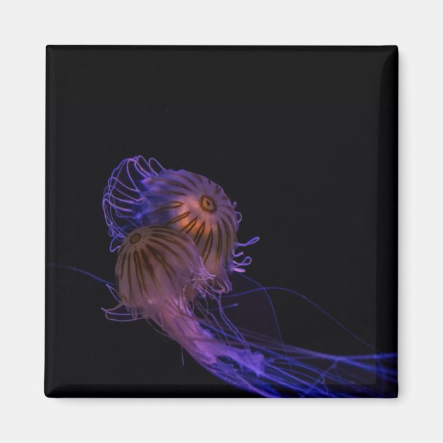 Jellyfish Dance Partners Magnet (Front)