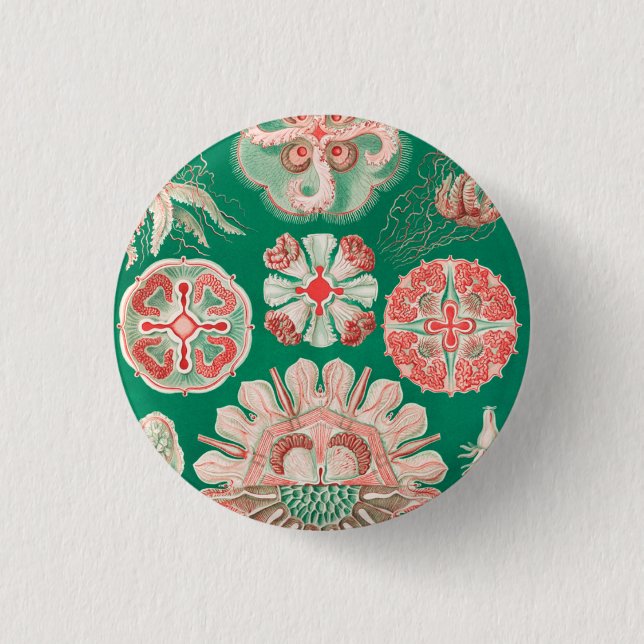 Jellyfish, Discomedusae by Ernst Haeckel 3 Cm Round Badge (Front)